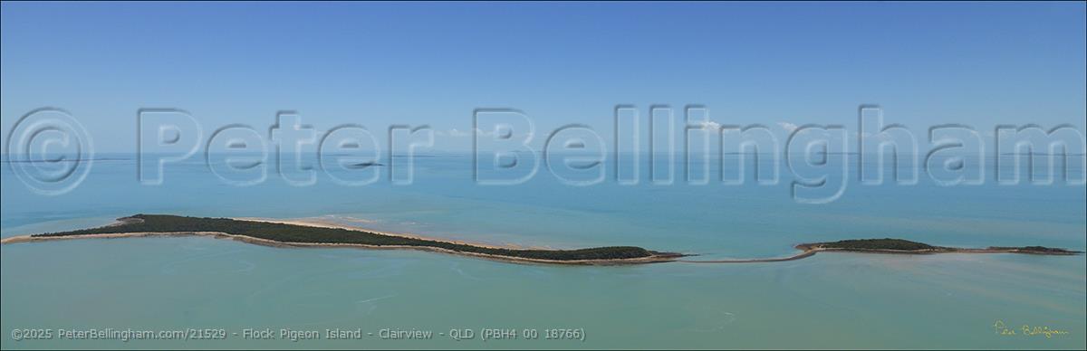 Peter Bellingham Photography Flock Pigeon Island - Clairview - QLD (PBH4 00 18766)